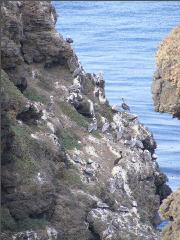 Anacapa Island