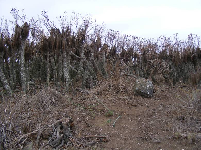 Anacapa Island